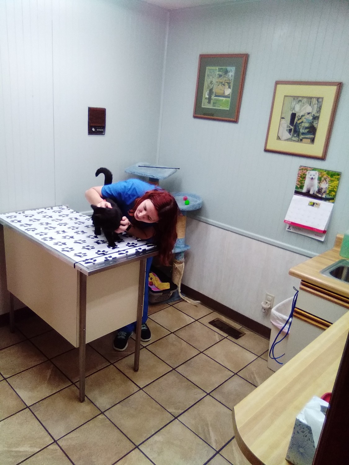 Exam Rooms Animal Health Care Center Arcola, IL